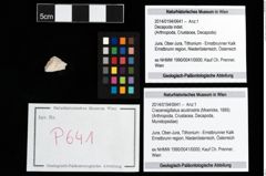 Foto (Objekt + Etikett) von Cracensigillatus acutirostris (Moericke, 1889)  (NHMW-GEO-2014-0194-0641)